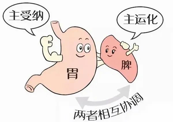 中医治瘤为何如此强调调理脾胃?为何要从脾胃论治?-成都中医肿瘤医院-成都普济中医肿瘤医院-成都普济中医药研究院